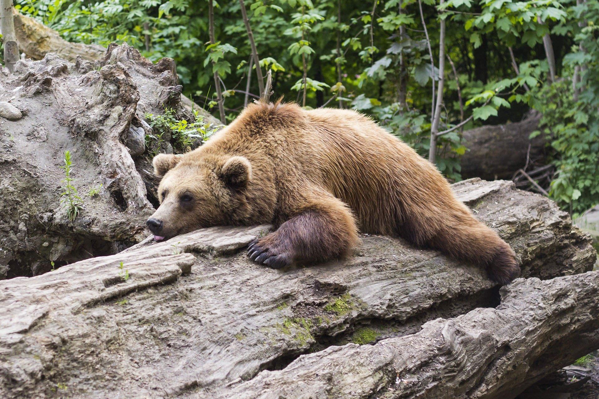 bear on a log